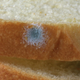 Illustration for article titled Last Call: Can you cut out the mold from your bread and still eat it?